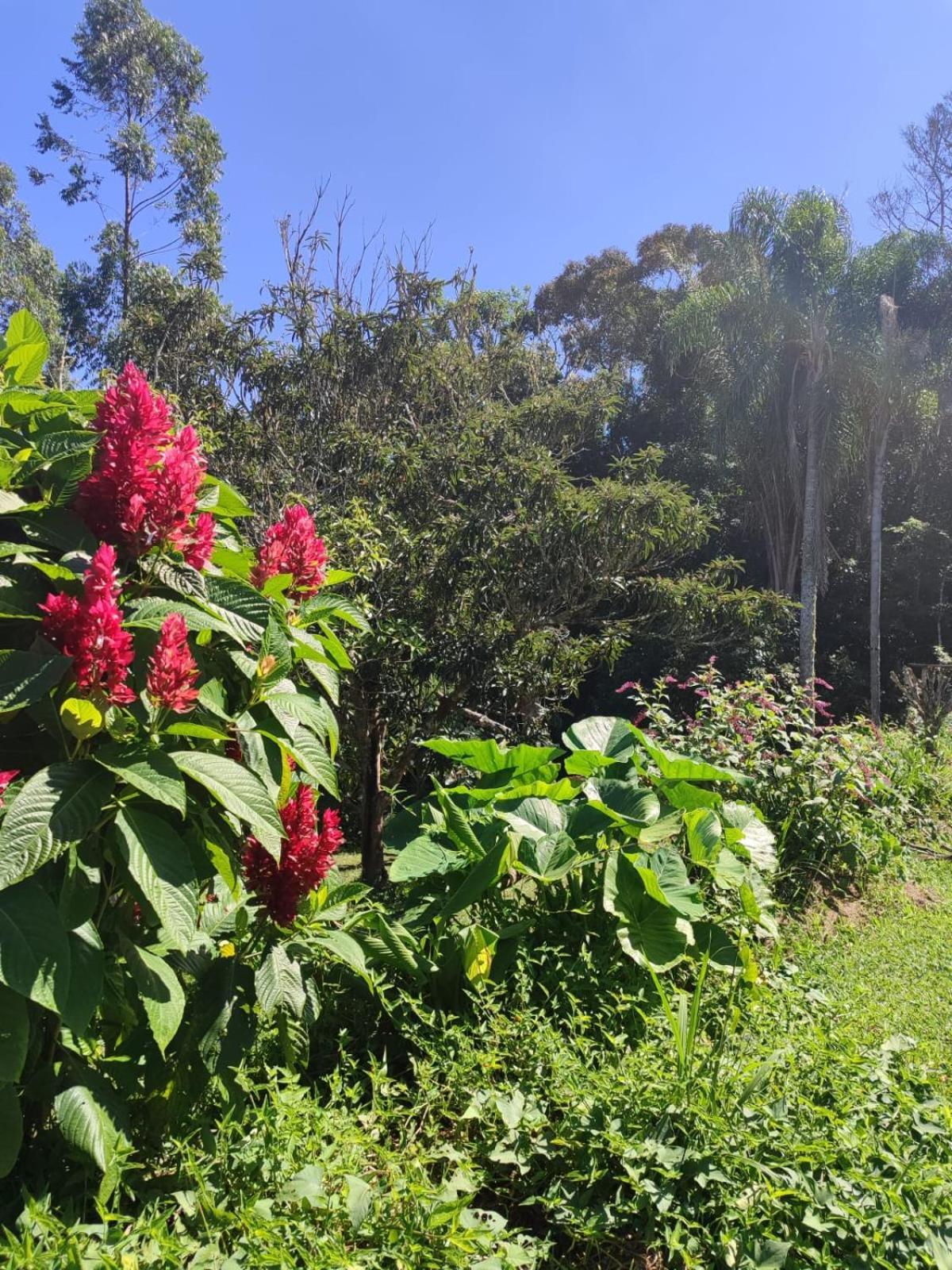 塔皮拉伊Sitio Na Mata Atlantica住宿加早餐旅馆 外观 照片