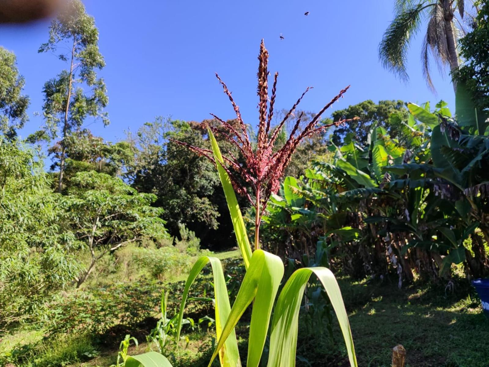 塔皮拉伊Sitio Na Mata Atlantica住宿加早餐旅馆 外观 照片